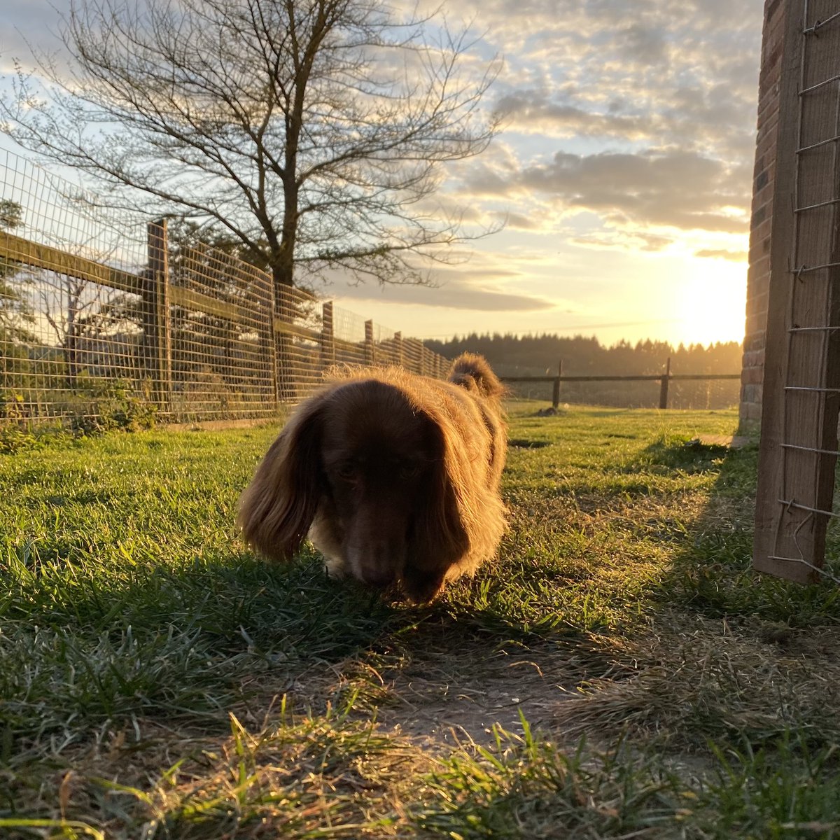 SausageDogHotel's tweet photo. Nougie heading back in after the final perimeter check of the evening...🌅 #AllSecure #Sunset https://t.co/sIJVdyzKhx