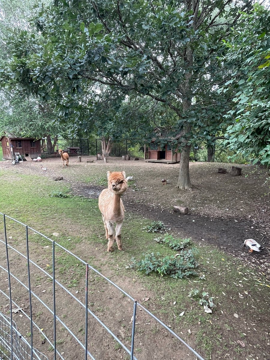 Illama time (@ Wakeman Town Farm in Westport, CT) swarmapp.com/c/gRDhp9C5O6X