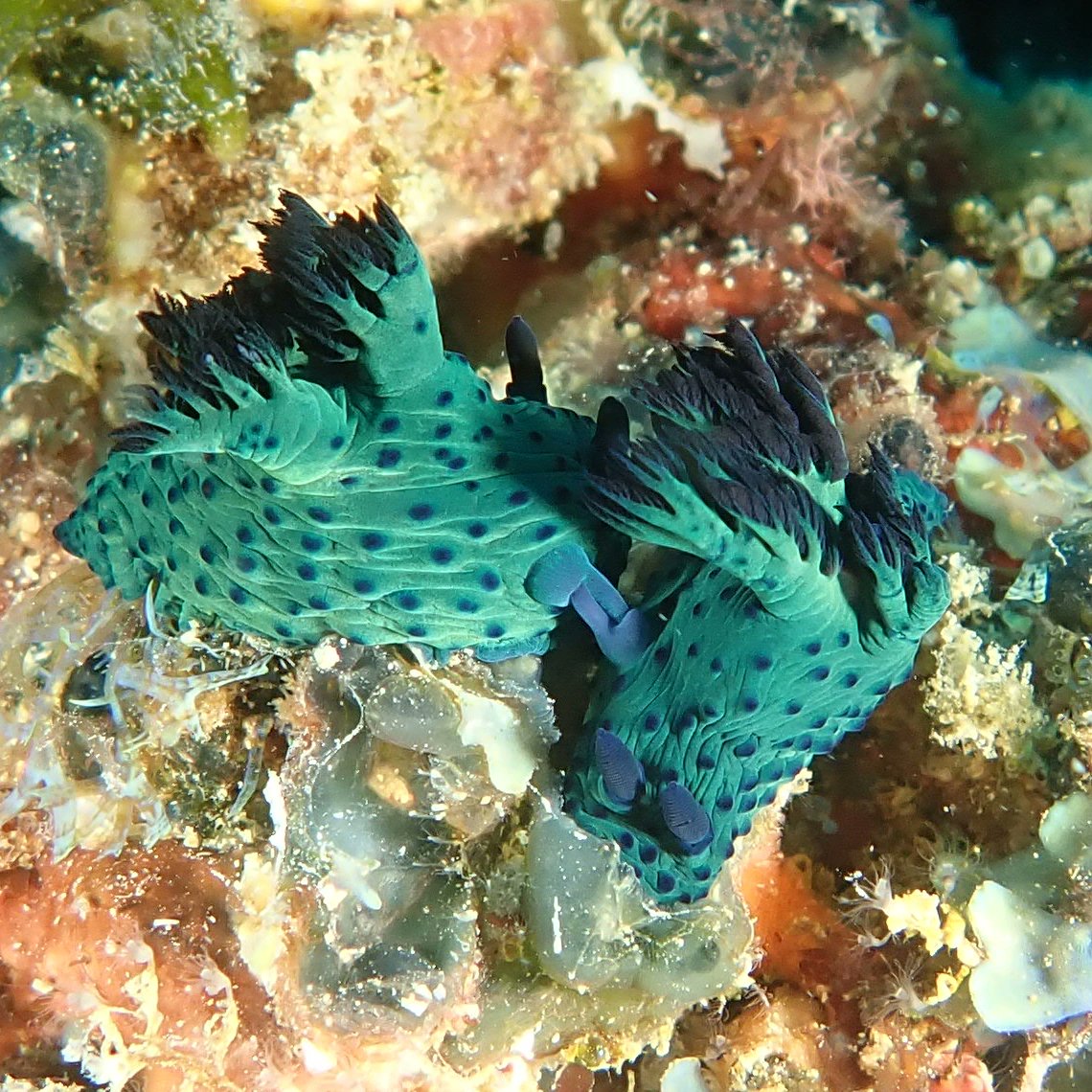 DiveInDar's tweet photo. Nudibranches trying to make baby nudis at Sisters dive site out of Dar Es Salaam
@thalassatz
#daressalaam #tanzania #diving #dive #underwaterphoto #uwphotography #underwaterphotography #underwater #nudi #nudibranch #scuba #scubadiving #scubadive #nudibranch #nudi #babies https://t.co/H9dLMZQGT6