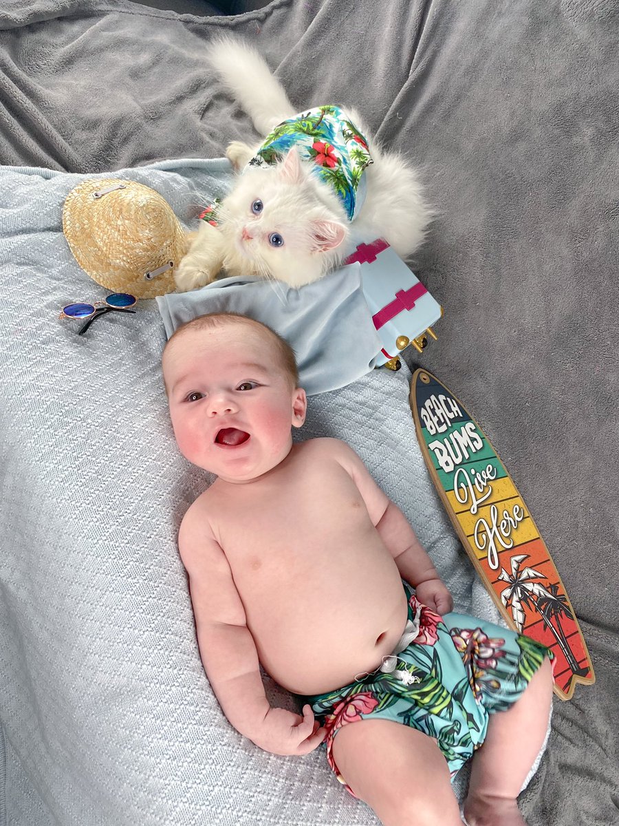 WhatsUpAxel's tweet photo. Summer checklist ✅: Go to the beach with your brother 🌴☀️ @purrfectpoofy 
#Caturday #catsoftwitter #baby #happybaby #kids #family #momlife #kitten #cats #SummerOfLove https://t.co/pjXEtxmhGy