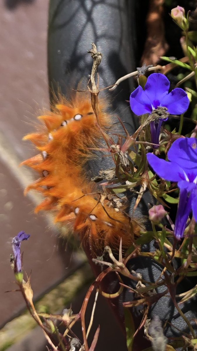 Nog even .. en dan vlieg ik door de nacht als het Bont Schaapje #nachtvlinder