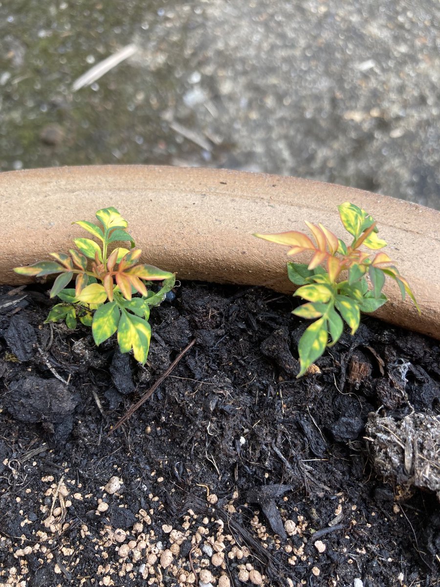 Some variegated jasmine seedlings just popped up at base of the main plant. Love it when I get new plants with zero work.