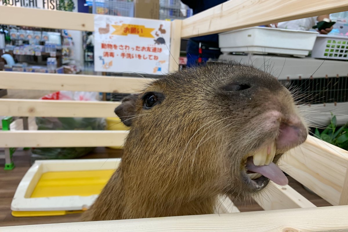 Top Tweets For オニテンジクネズミ Twstalker