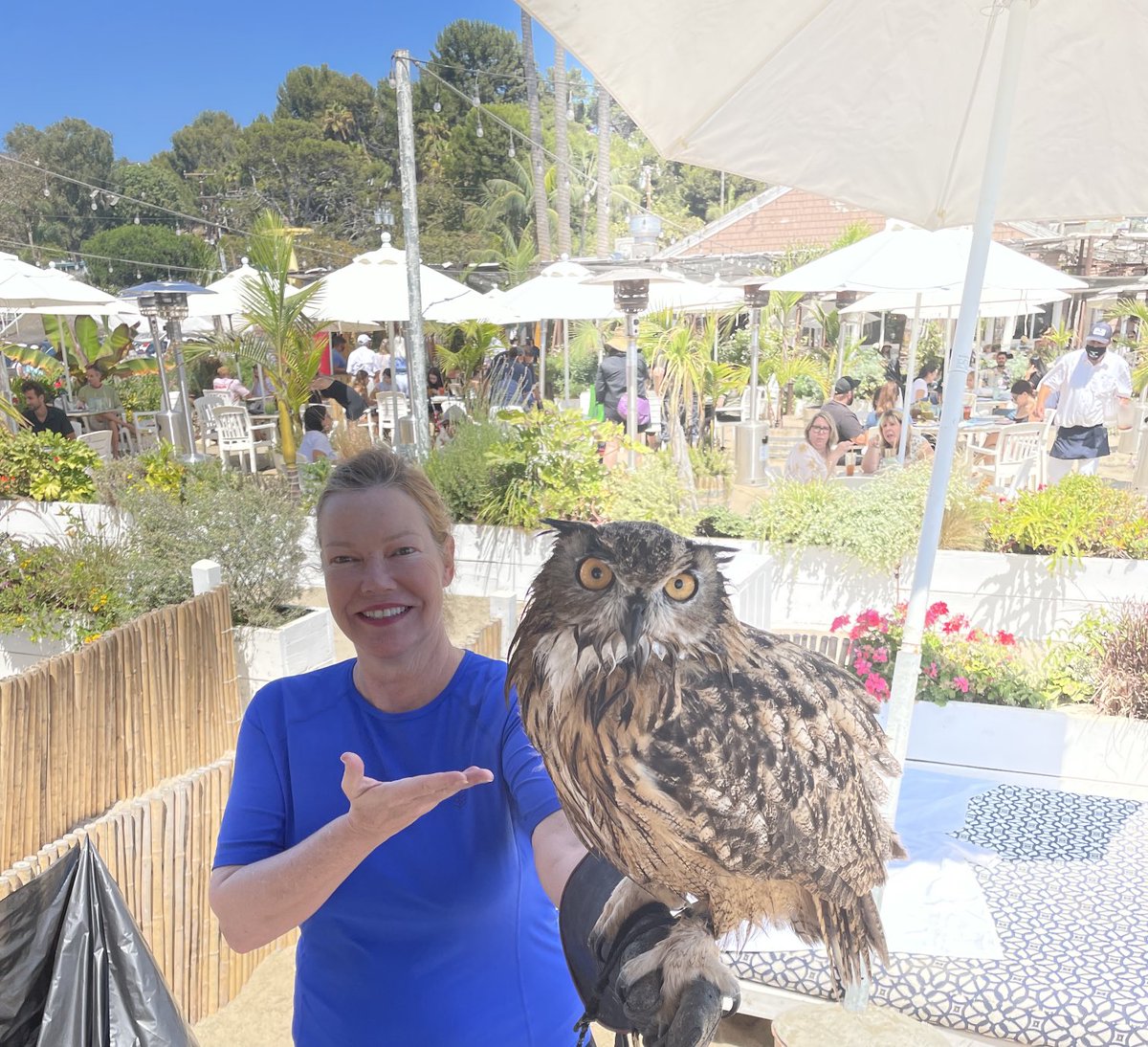 StaceyTravis777's tweet photo. This owl has a sag aftra card. If you haven’t voted in our elections please please do it today so your vote will count. Nicodamus thanks you! #Unionstrong #Unite4strength https://t.co/DC928KHEL0