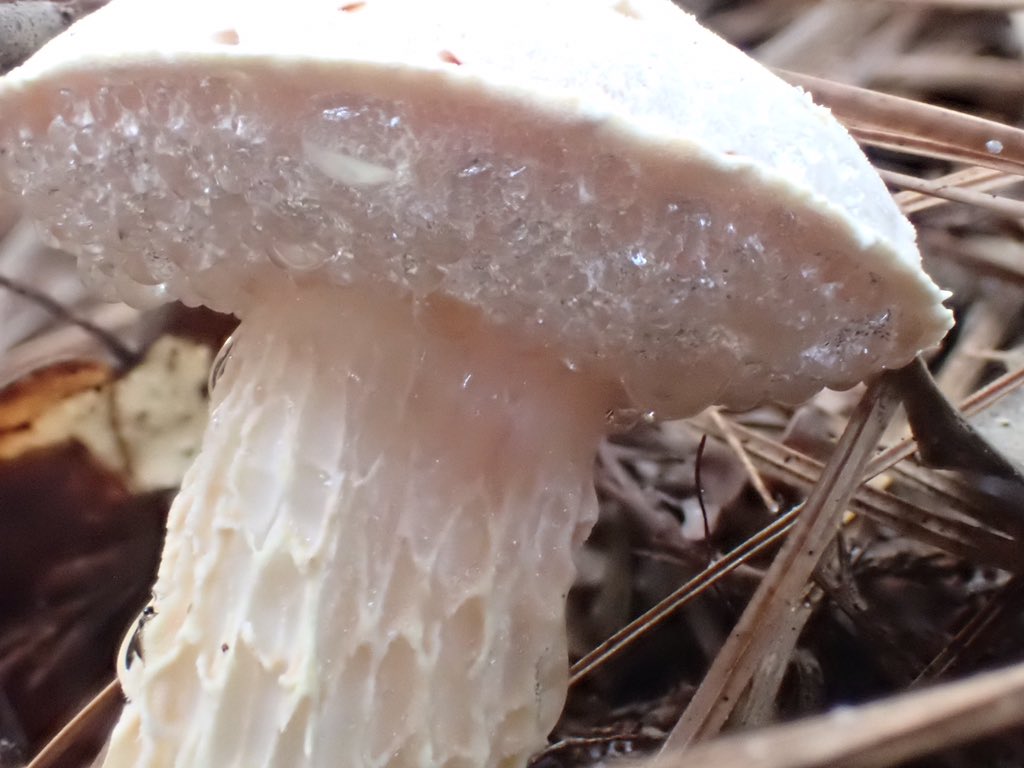 Amanda 🍄 tweet media