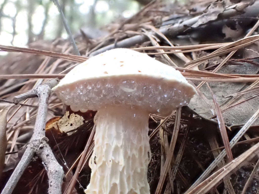 Amanda 🍄 tweet media