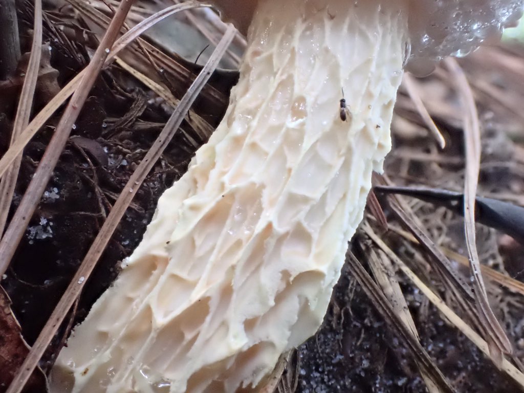 Amanda 🍄 tweet media