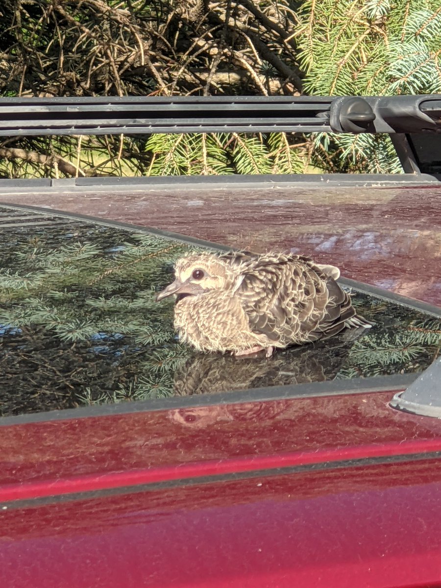 Any birders out there? Do you know what this is?