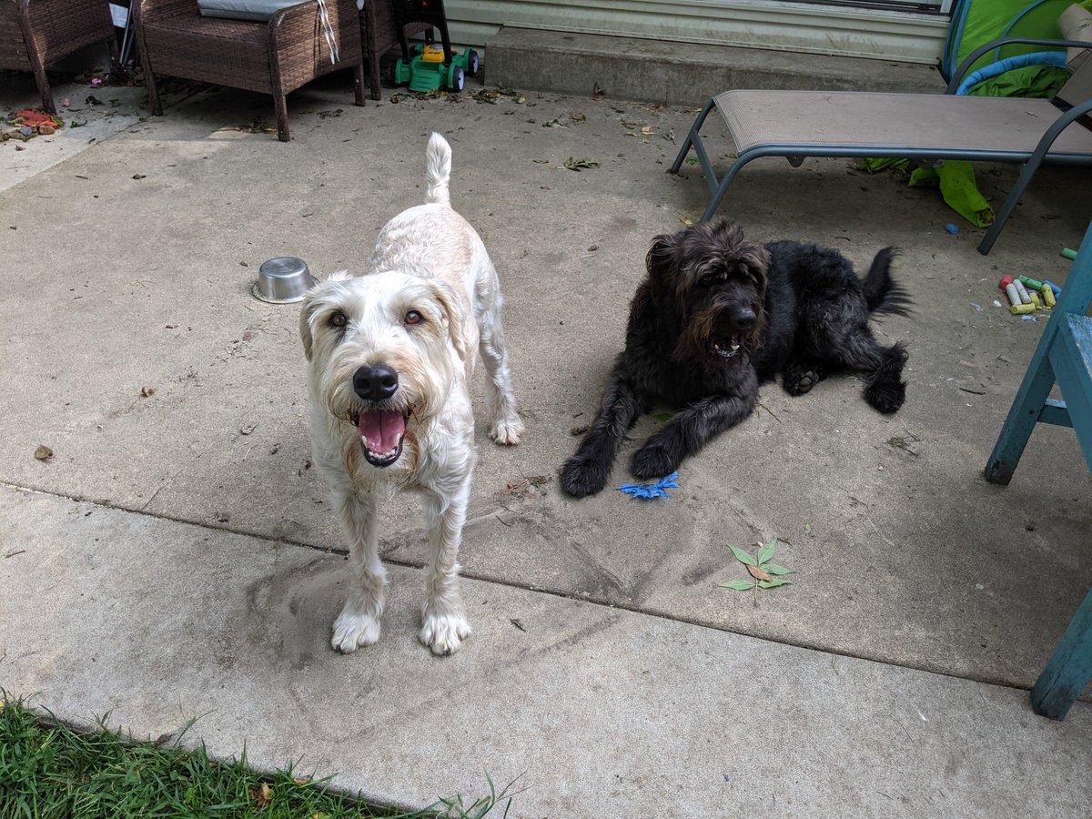 My dog was trying to eat a jalapeno pepper and it didn't taste as expected. While I was typing this my other dog Lando (right) came by and just ate the whole damn thing like a boss. Man I love him. 🤘