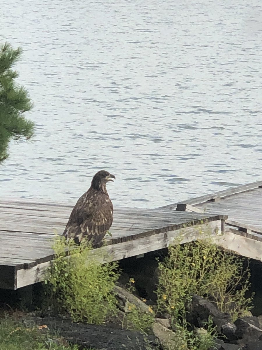Jane_Gillon's tweet photo. This juvenile bald eagle was sitting on our dock squeeing away, very noisy. It’s parent was down along the shoreline of our island eating something. I guess it wanted a share!
#RainyLake
#OnlyinNWO
#OnlyinMN
#GrassyPortageBay https://t.co/tZ5O6ZbTSU