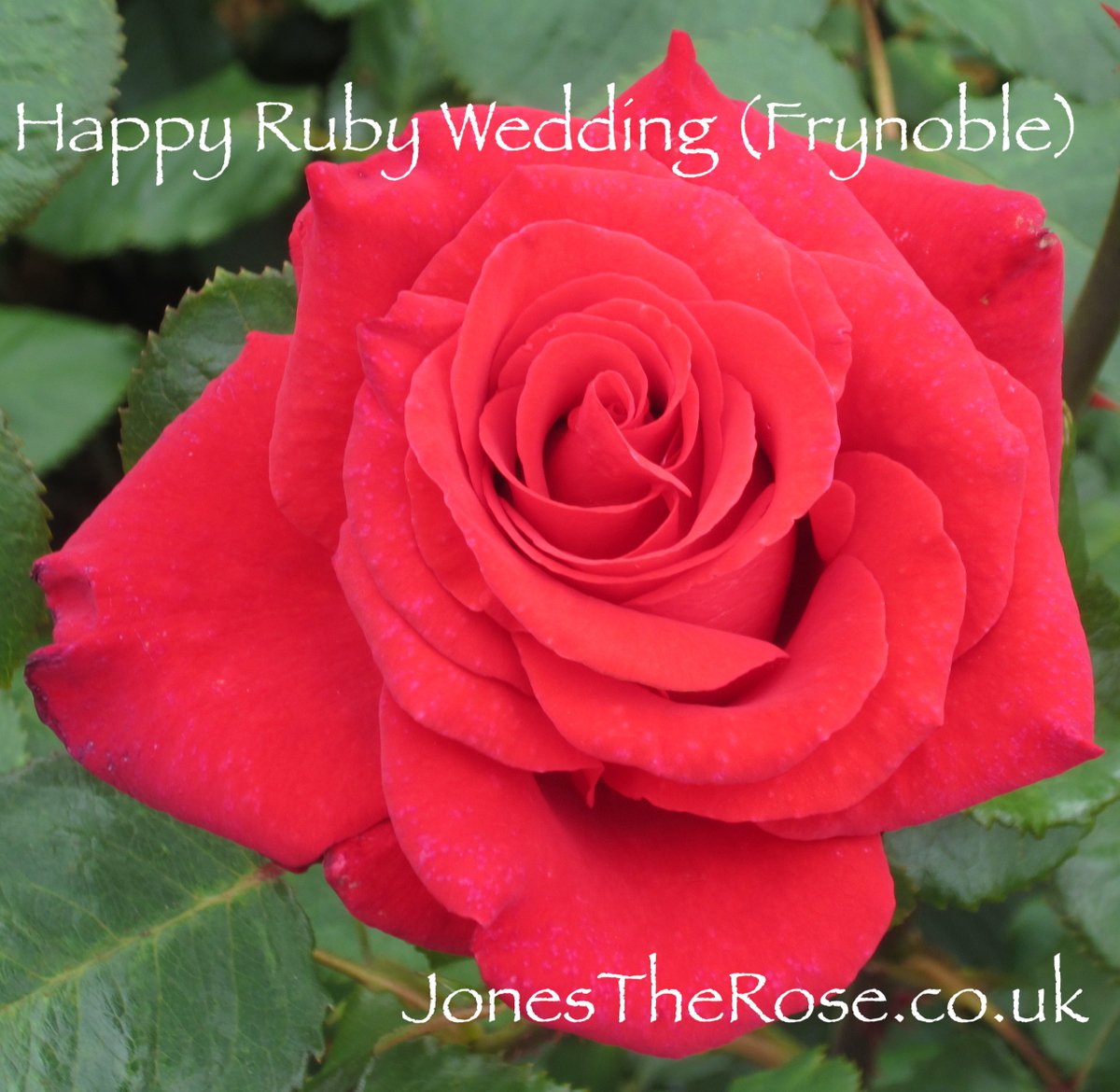 JonesTheRose's tweet photo. #MondayMotivation Happy Ruby Wedding - A sweet scented hybrid tea rose. A vigorous upright grower with good disease resistance. One of Fryer's best. #roses #lovesroses #scentedroses #fragrantroses #candkjones #tearoses https://t.co/TVnGSM4bAH