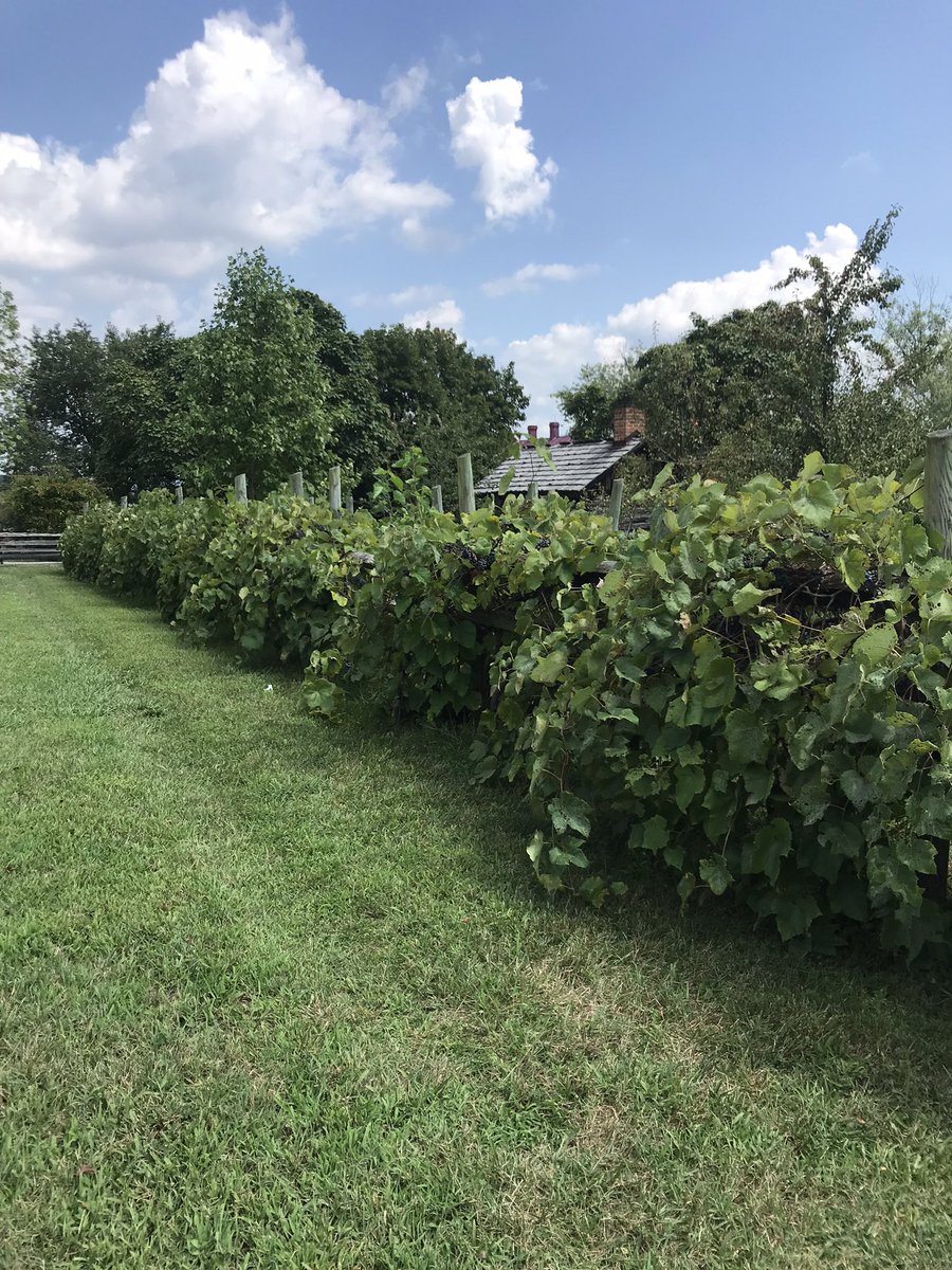betterwineshop's tweet photo. Vineyard @luraycaverns #cavesandwine #vineyardvines #wineinpillform #winelover https://t.co/XDASlCZdRh