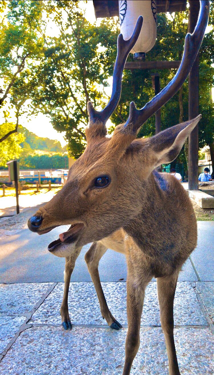 鹿達の日常 Nara Deer Channel 大あくびをする雄鹿さん 奈良の鹿 写真好きな人と繋がりたい T Co Go5pihbz5q Twitter