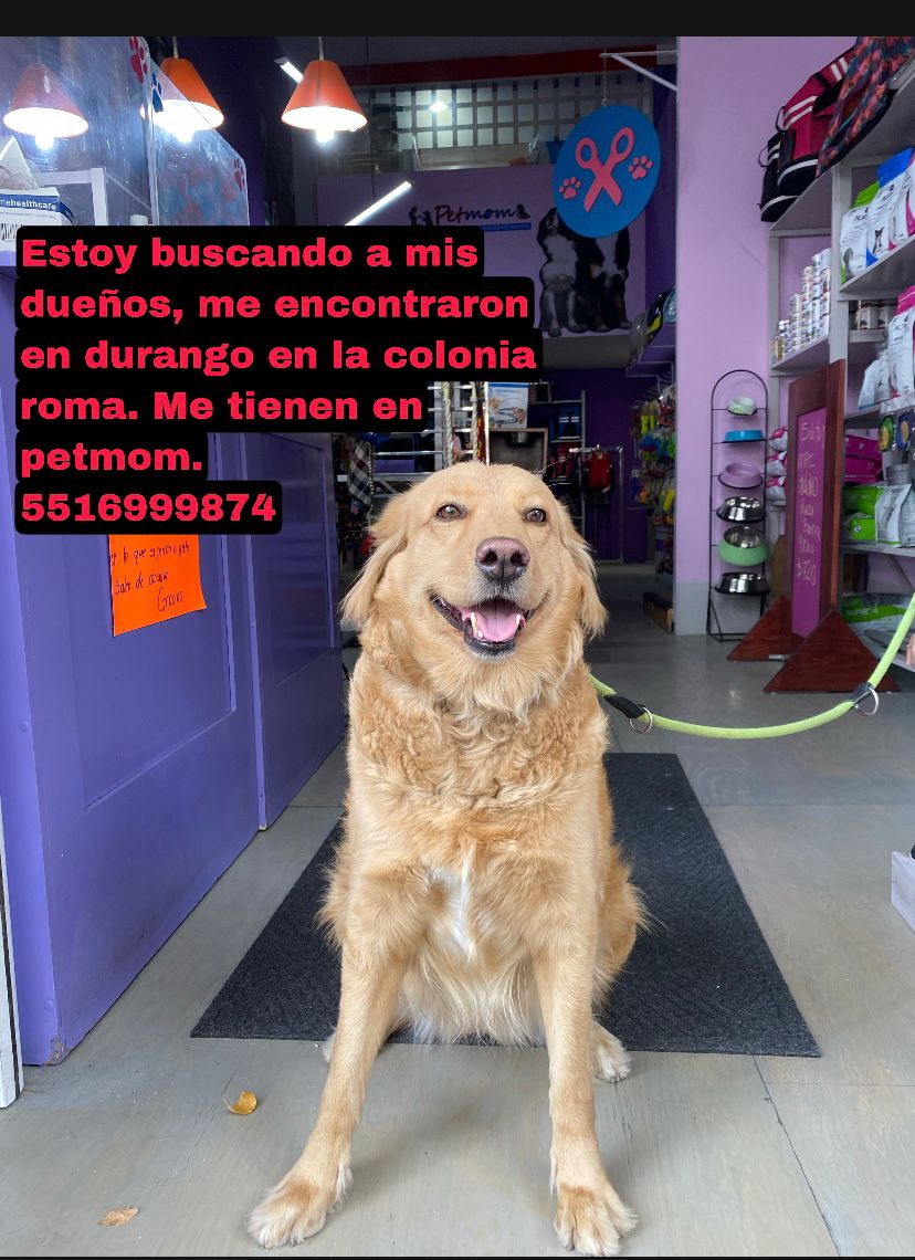 Donnelaith (@8alobo) on Twitter photo Comparto <a href="/Lacasadelsalchi/">La casa del perro Salchicha CDMX</a> <a href="/RAFIFIU76/">RAFAEL AVILES</a> <a href="/LaRomaDF/">Colonia Roma 🚲</a> <a href="/MascotCondsaRom/">Mascotas Condesa & Roma 😺🐶🥰</a> <a href="/MascotasSismo/">Mascotas Sismo</a> <a href="/RomaNorte3/">Roma Norte</a> <a href="/PerdiDogsCDMX/">Perros Perdidos CDMX</a> <a href="/lawera33/">Perros Encontrados sin su dueño</a> <a href="/Condesa_CdMX/">COLONIA CONDESA CdMx ♛</a> <a href="/CondesaVecinos/">Condesa Pro Vecinos</a> <a href="/PpEncontradosMx/">PerrosEncontrados</a> <a href="/ARHipodromo/">Residentes Hipódromo</a> <a href="/Unidos_Buscando/">¡Ayúdanos a encontrarlos!</a> <a href="/mascotasdifunde/">Difusión de mascotas</a> Comparto <a href="/Lacasadelsalchi/">La casa del perro Salchicha CDMX</a> <a href="/RAFIFIU76/">RAFAEL AVILES</a> <a href="/LaRomaDF/">Colonia Roma 🚲</a> <a href="/MascotCondsaRom/">Mascotas Condesa & Roma 😺🐶🥰</a> <a href="/MascotasSismo/">Mascotas Sismo</a> <a href="/RomaNorte3/">Roma Norte</a> <a href="/PerdiDogsCDMX/">Perros Perdidos CDMX</a> <a href="/lawera33/">Perros Encontrados sin su dueño</a> <a href="/Condesa_CdMX/">COLONIA CONDESA CdMx ♛</a> <a href="/CondesaVecinos/">Condesa Pro Vecinos</a> <a href="/PpEncontradosMx/">PerrosEncontrados</a> <a href="/ARHipodromo/">Residentes Hipódromo</a> <a href="/Unidos_Buscando/">¡Ayúdanos a encontrarlos!</a> <a href="/mascotasdifunde/">Difusión de mascotas</a>