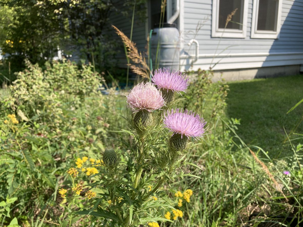 Nathan_Aaberg's tweet photo. Did you know there are beautiful native thistles like this (Pasture Thistle)? A friend shared this from his yard here in #PrairieCrossing and it’s thrived in mine. Good for #pollinators too. Try #nativelandscaping https://t.co/1xdVFnGHlk