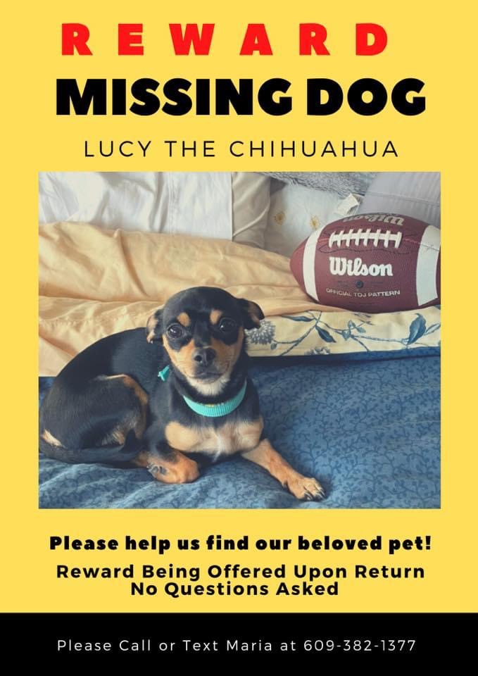 BrigantineHomes's tweet photo. Lucy was last seen by Atlantic City High School. #LostDog #AtlanticCity https://t.co/k4PsmAfmQT