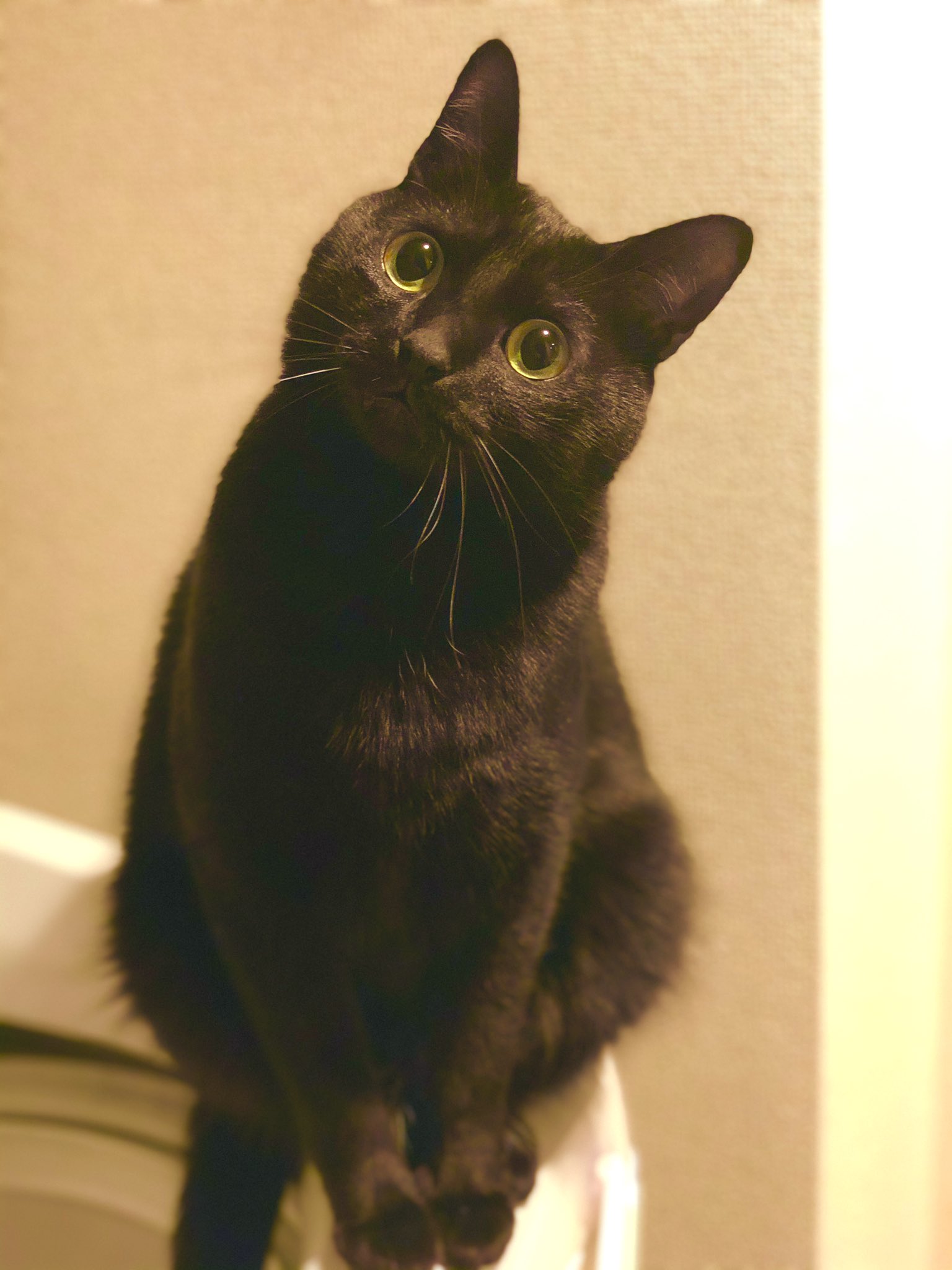 黒猫のこねろく こちら万病に効く写真です T Co Glbzunnyht Twitter