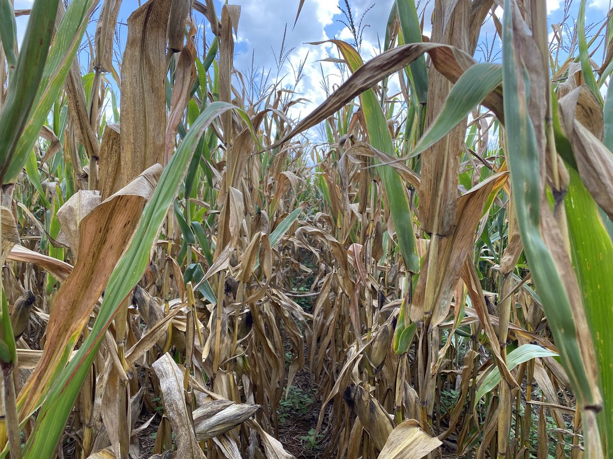 Fungicide on left none on right #agrgold