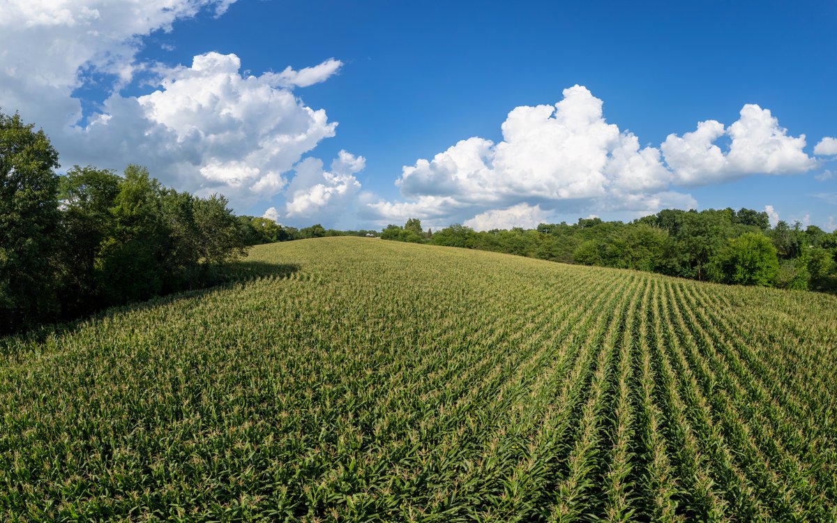 ICHawkeye's tweet image. Looks can be deceiving.  What looks like a nice summer afternoon is actually oppressively hot and humid.  #sweltering #iawx #skiesoveriowa #cornfields