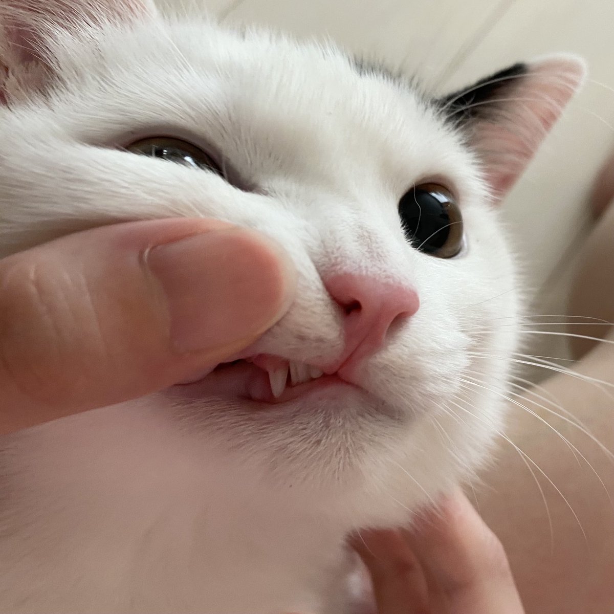 猫さんの乳歯が抜けました 生え変わるんだ という驚きと抜けたときの話たち 初めて見た Togetter 猫さんの乳歯が抜けました 生え変わるんだ という驚きと抜けたときの話たち 初めて見た Togetter
