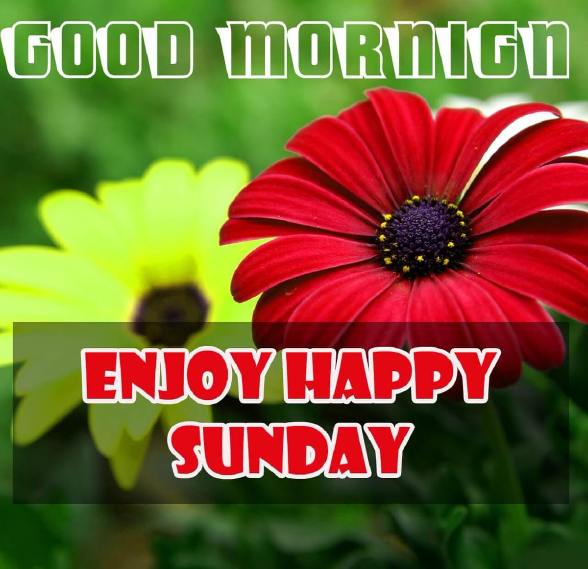 ranigill7's tweet photo. #HaveABlessedSundayEveryone💚💚❤❤💚💚❤❤💚💚❤❤💚💚 https://t.co/wE2AhOUg73