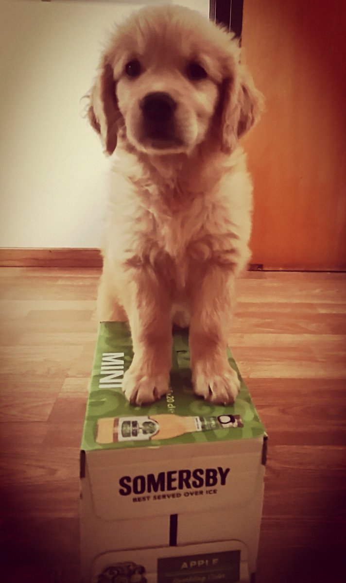 andreiamo_'s tweet photo. ready for the weekend 🤭
@Somersby https://t.co/1rDeGzP2GN