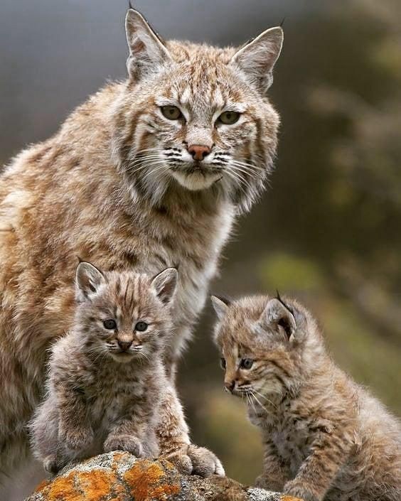 bellalilli161's tweet photo. Beautiful Bobcat with its two kittens 😍❤️ https://t.co/CamuBpmdvV