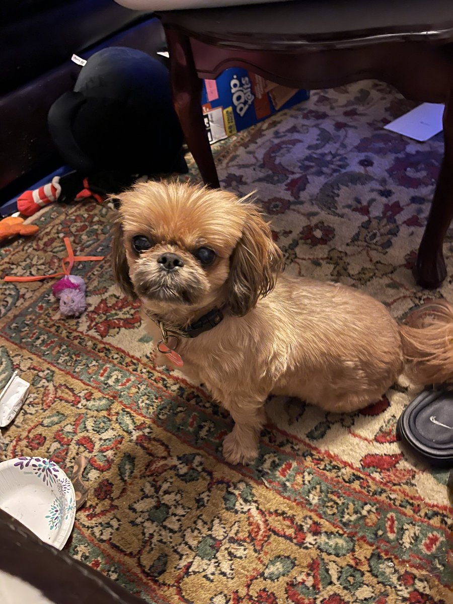 SLyn0123's tweet photo. @dog_rates Princess Gigi https://t.co/WNnGbST4Lx