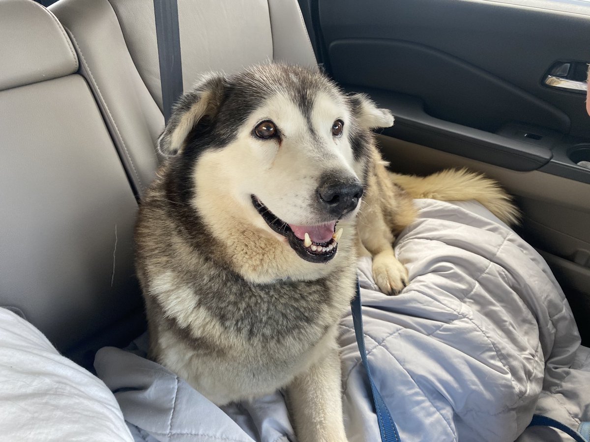 GraceMurphy05's tweet photo. Dog found in the Oliver street/scottsville road area!! She has a collar but no tag! Please call 270-392-4270 if you know anything about the possible owner! @joeimel https://t.co/8RtYUgydyu