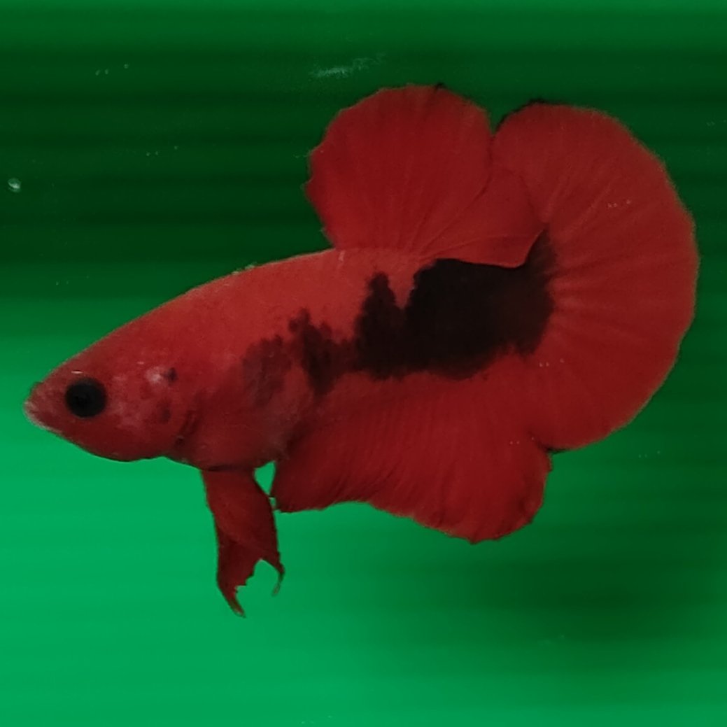 Hellboy yeaaahh !!!!

#bettafish
#ikancupang
#hellboy