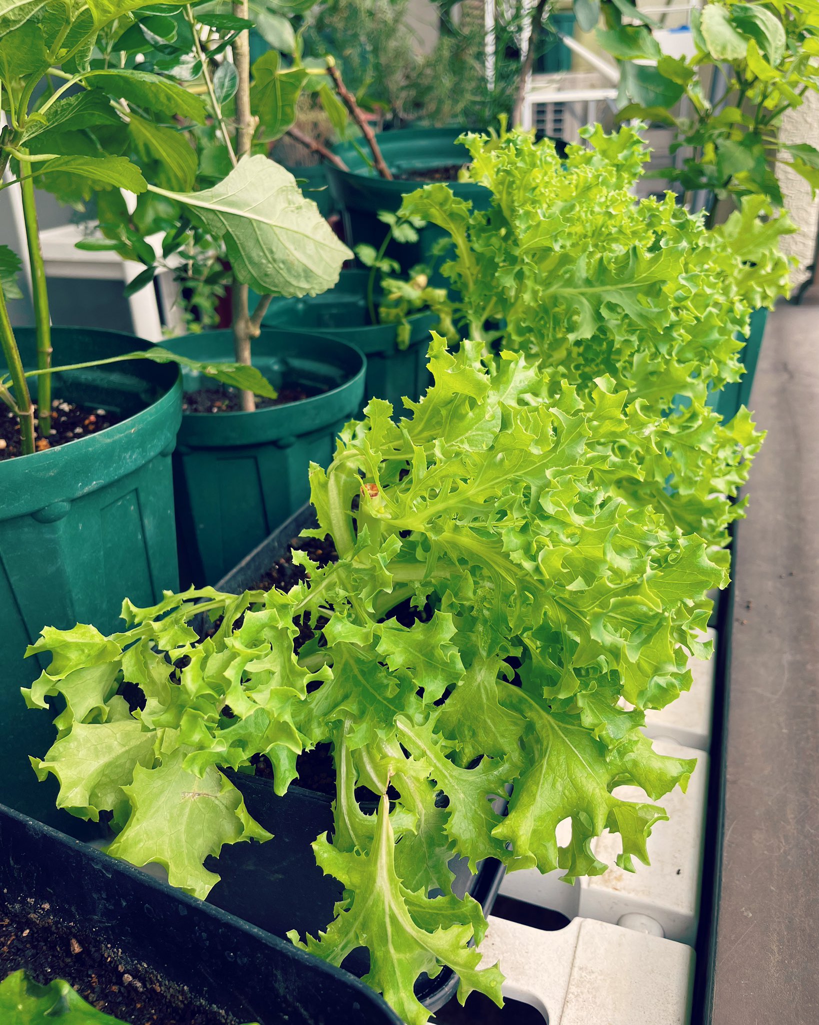 鈴木えりん En Suzu Twitter