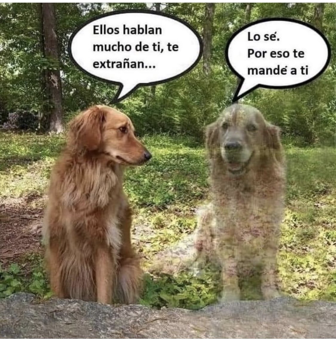 MASCOTASDECALLE's tweet image. Siempre habrá uno que necesite una oportunidad … tú y el nuevo integrante pueden ayudarse mutuamente con amor ♥️ 
(Desconocemos el autor de la foto pero es tan hermoso el mensaje que vale la pena compartir)