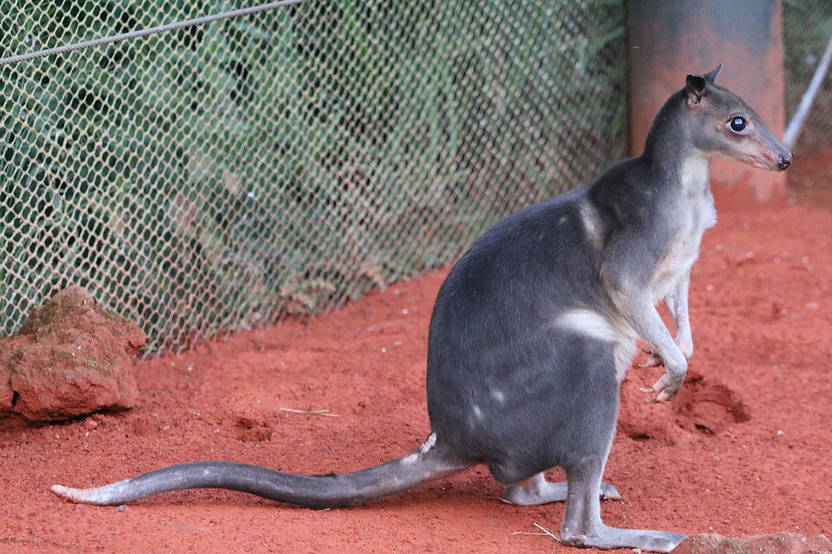 Dorcopsis literally look like someone stuck an Italian Greyhound head into a macropod