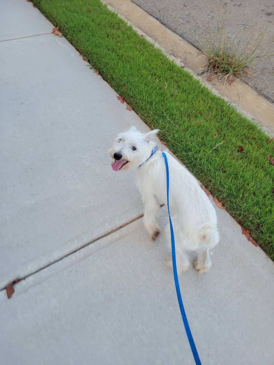 AnneFisher78's tweet photo. Taking the pooch for a walk/run. @RCE_HCS @sheri_bibbs #RCEWellnessChallenge #HCSWellness https://t.co/bDdQIn4iv0
