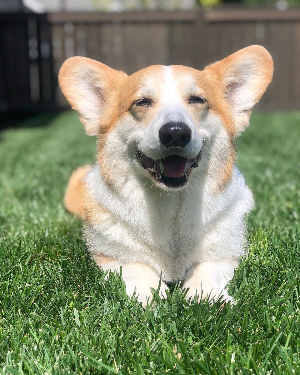 CommunityCorgi's tweet image. Who love this?🥺
Follow us👉 for more content! 😻🥰
 
❤️Double tap⁣❤️
_
_
#CorgiCrew #Corgi #corgiofTwitter