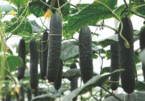 Touareg RZ, el francés para siembras tempranas de excelente calidad de fruto 😉👍 fhalmeria.com/noticia-31209-…