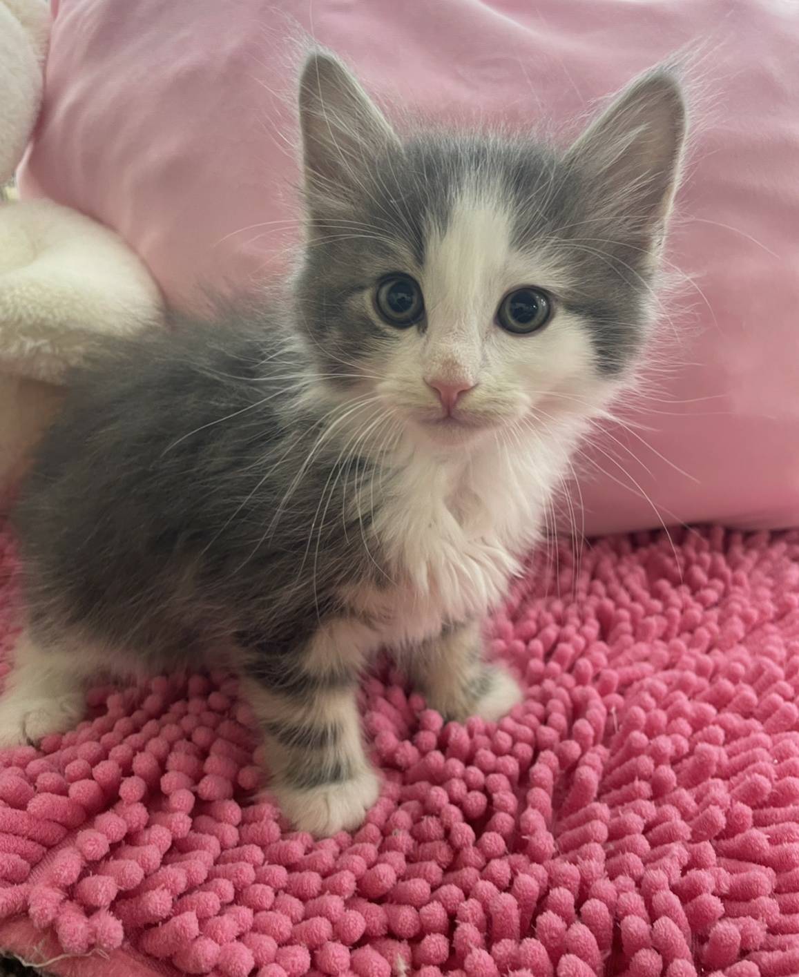 あおぞら 東雁来ホーマック店内 猫専門店あおぞらになります ノルウェージャンの子猫が家族になりました 可愛い からすぐ売れてしまいそうな 毛ぶきもよく成長が楽しみですね 東雁来ホーマック にいますので 会いに来てくださいね