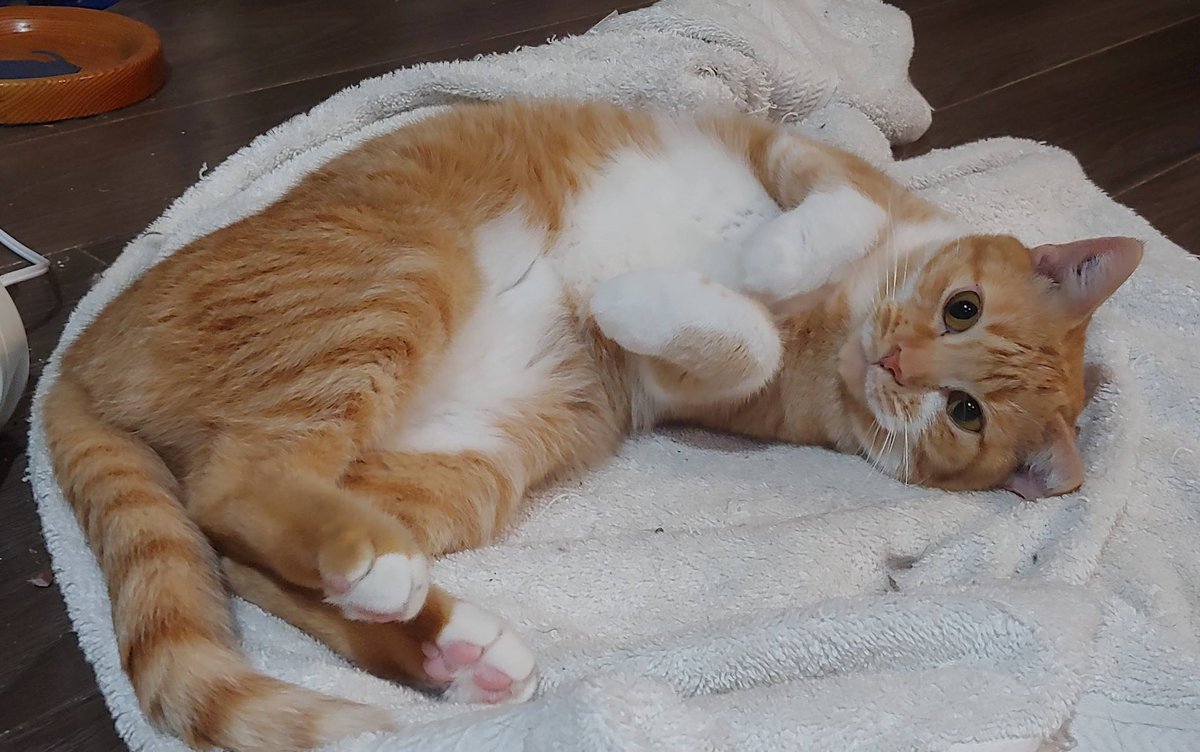 We almost gave up on this cat, she was very scared. Now she accepts kisses and hugs. #loveyourfoster #CatOrange