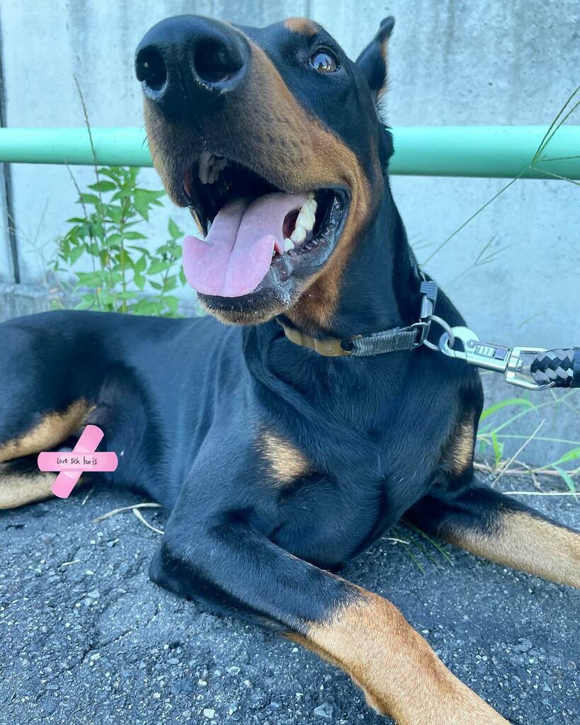 ロイパパ Auf Twitter お鼻もかわいい ドーベルマン Dobermann ドーベルマンのいる暮らし 愛犬 わんこのいる生活 犬ばか部 アローズ東海 T Co Mj5uu0m23c Twitter