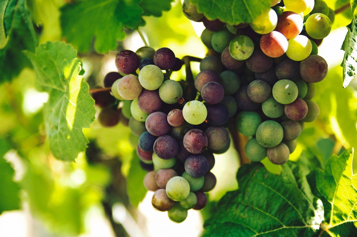 animalgourmet's tweet photo. A casi año y medio del confinamiento, siete estados de México reactivan sus rutas de vino para impulsar la economía local. 🍷 🍇https://t.co/WyfMgmtxw0 https://t.co/egHD4sP0hF