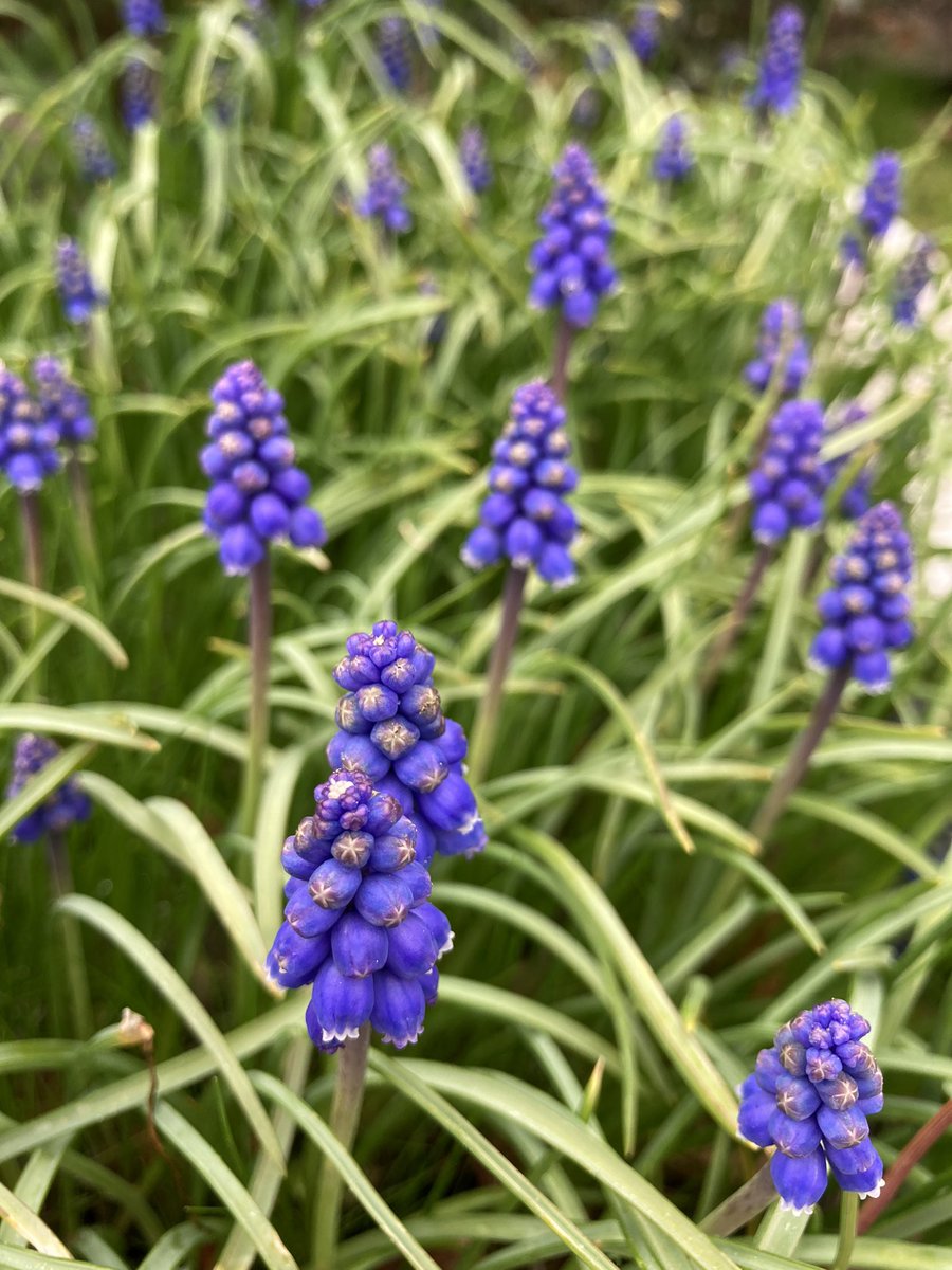 donnasmithnz's tweet image. Something to brighten up your Twitter feed #lockdownnz #lockdownexercise #lockdownloop on a dark and gloomy drizzly day I thought I’d look for the sunshine.