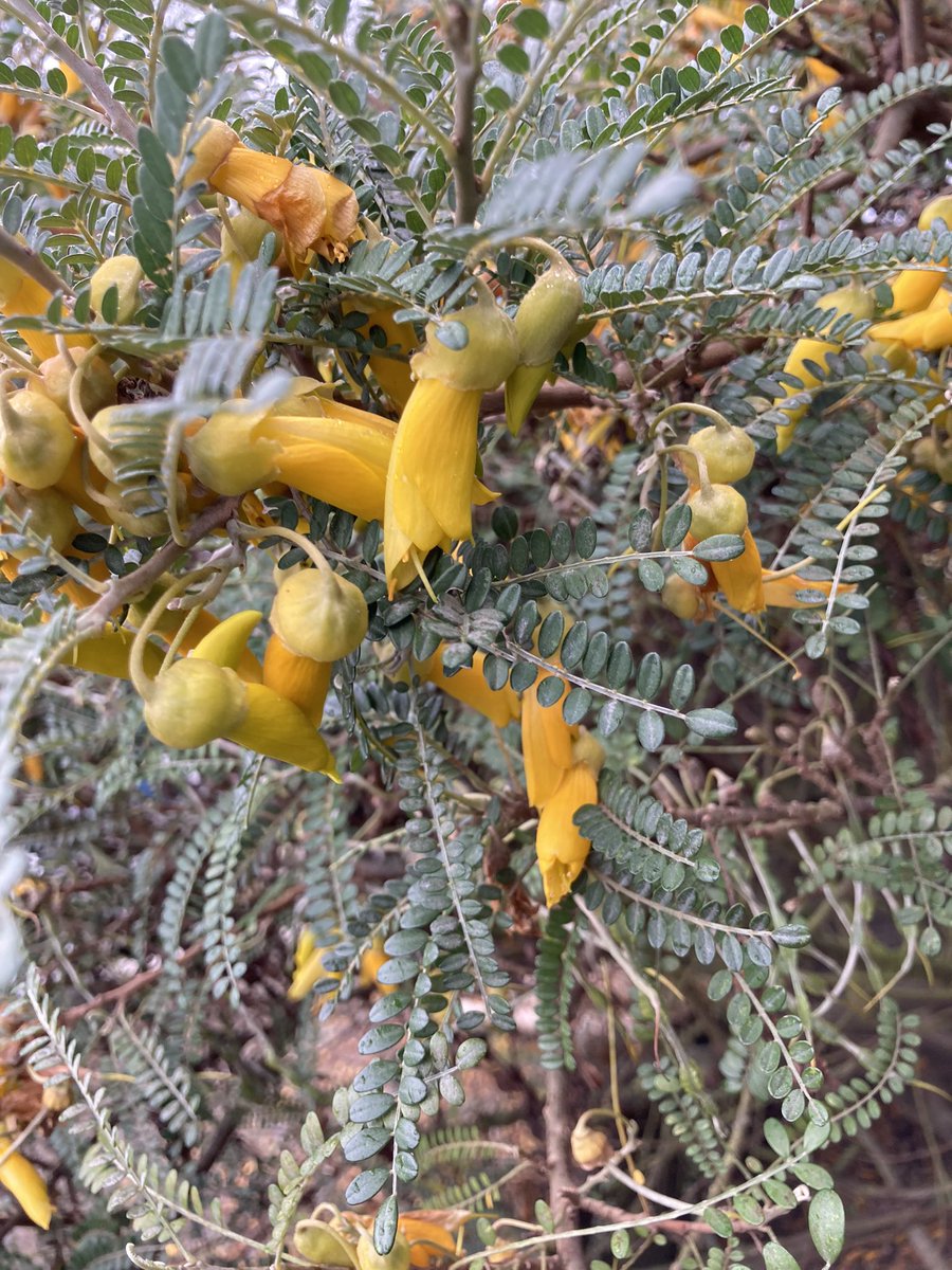 donnasmithnz's tweet image. Something to brighten up your Twitter feed #lockdownnz #lockdownexercise #lockdownloop on a dark and gloomy drizzly day I thought I’d look for the sunshine.