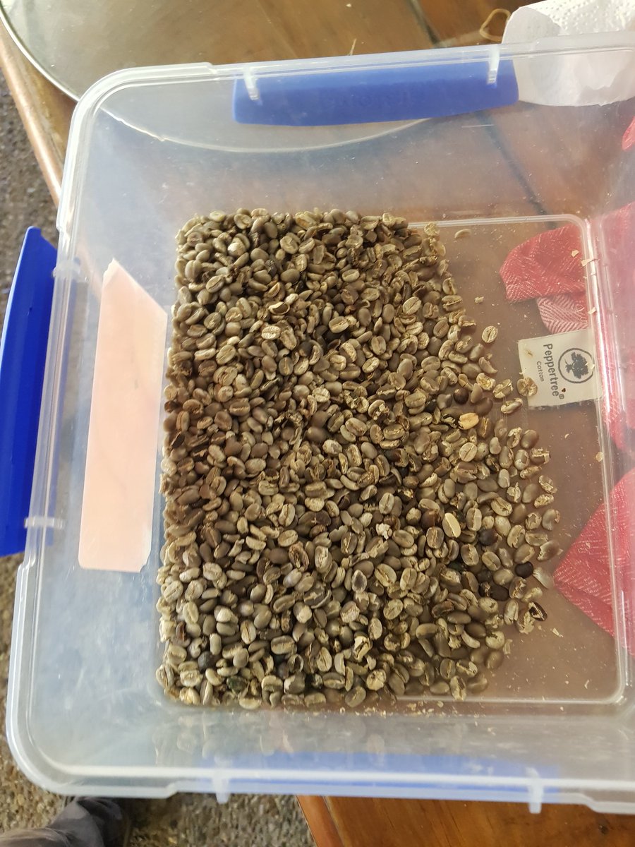 Dobboinaus's tweet photo. #croptocup
#urbanfarming
#Coffee
Grown at 67.8 mt above sea level https://t.co/fPtU6XVdsk