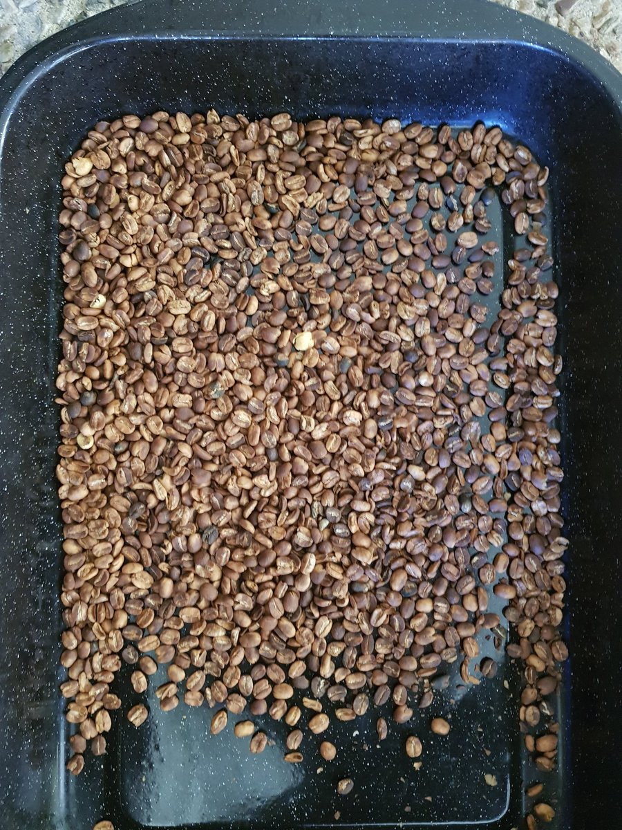 Dobboinaus's tweet photo. #croptocup
#urbanfarming
#Coffee
Grown at 67.8 mt above sea level https://t.co/fPtU6XVdsk