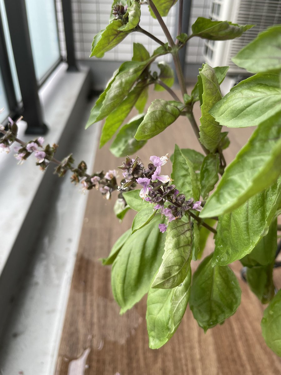 中台唯人助 今タームのプロフェッショナルベランダファームにおける学び 植物は切っても結構生えてくる レモンヴァーベナにはアリが寄ってくる笑 レッドジェノベーゼバジルの花は紫ピンク スイートバジルは白 中台唯人助 今タームのプロフェッショナルベランダファームにおける学び 植物は切っても結構生えてくる レモンヴァーベナにはアリが寄ってくる笑 レッドジェノベーゼバジルの花は紫ピンク スイートバジルは白
