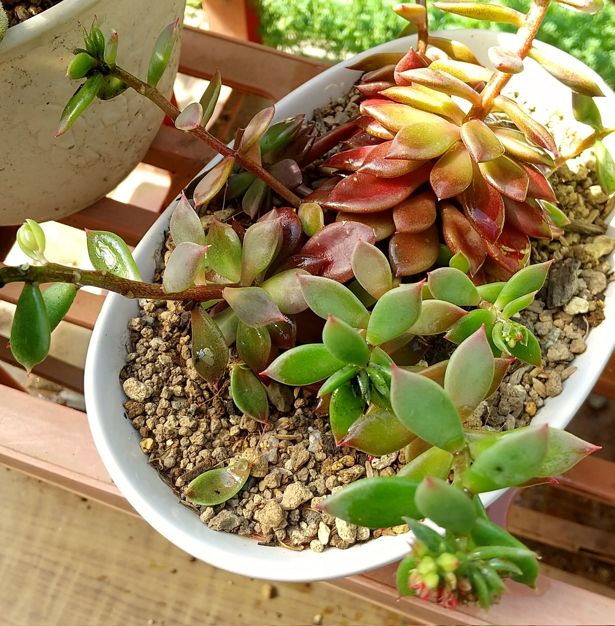 ロビン ダイソーで買った シノクラッスラ 属名やったんか ショボっと初開花 うちの花 多肉 シノクラッスラ属 インディカ Tlを花でいっぱいにしよう T Co Ldi2raramu Twitter