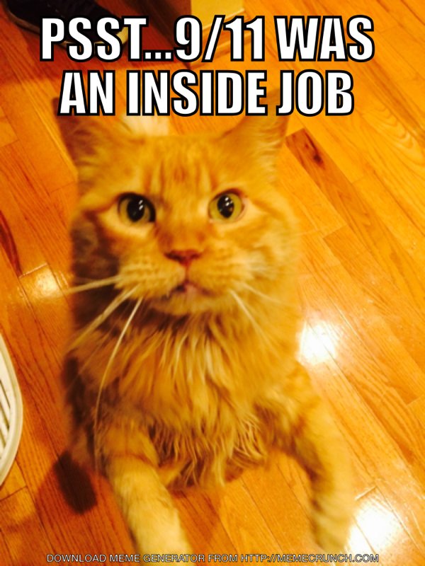 Armyofskankz's tweet photo. @morecats312 https://t.co/DLBrwbsim7