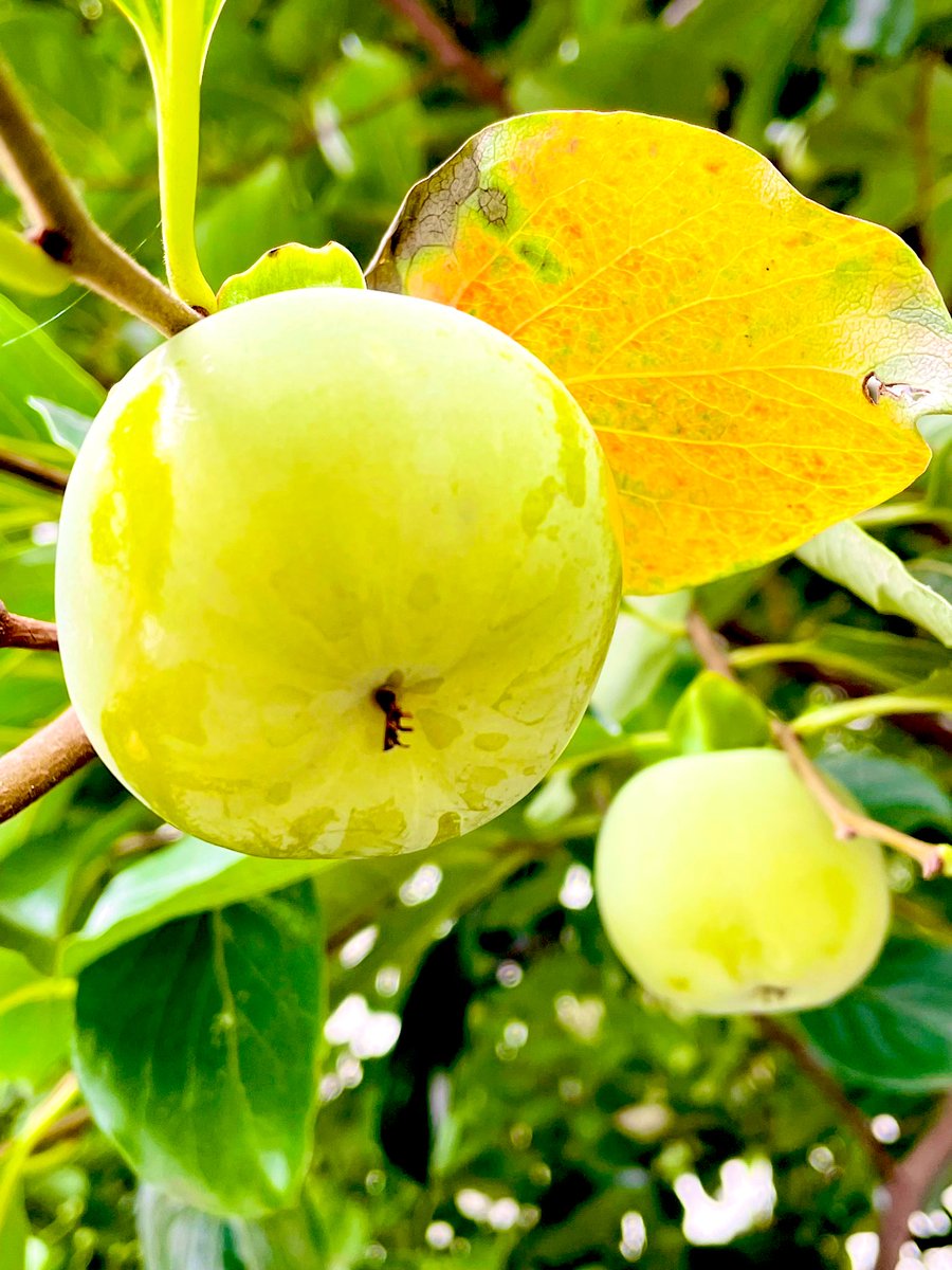 감이 익어 가고 있다.
잎사귀는 어느새 노랗게 물들었다.