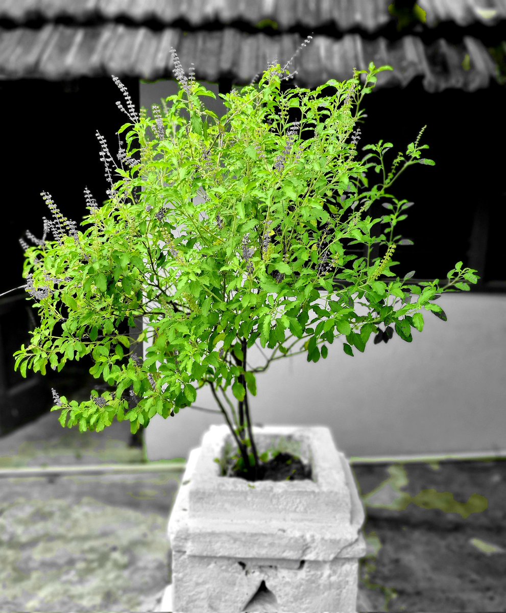 GayathriSrinath's tweet image. #QuarantineTimepass Day 4