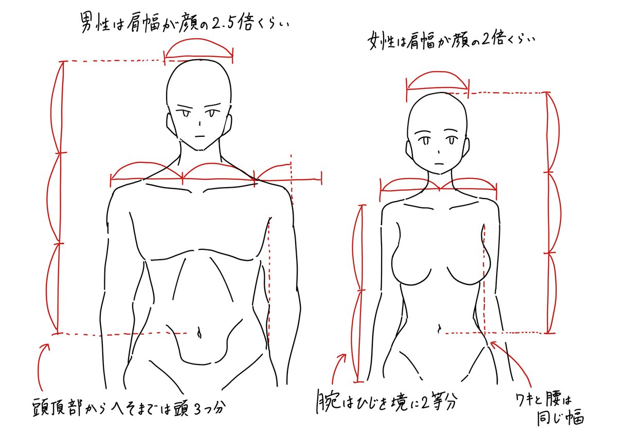 これだけ覚えておけば失敗しない胴体の基本比率です。 